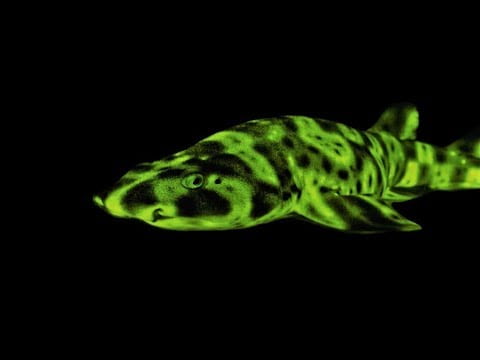 Karanlıkta parlayan köpek balığı
