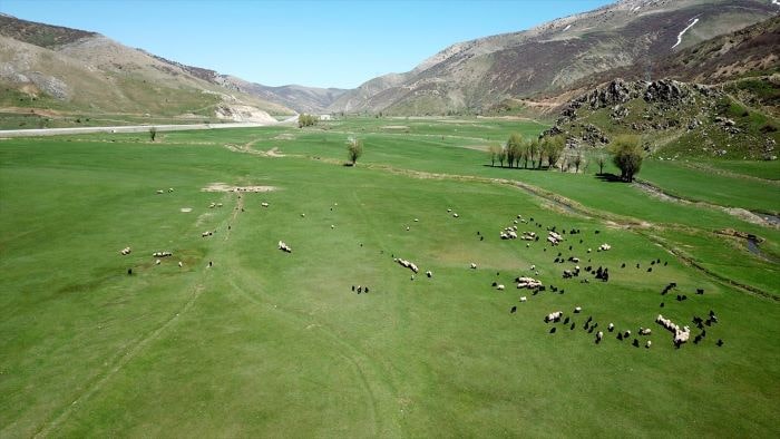 Bitlis’te meralar koyun sürüleriyle şenlendi