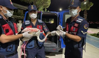 İzmir’de yaralı flamingoya jandarma ekipleri sahip çıktı