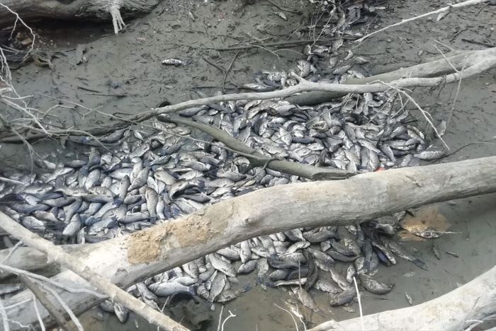Bursa Yenişehir’de balık ölümleri artıyor