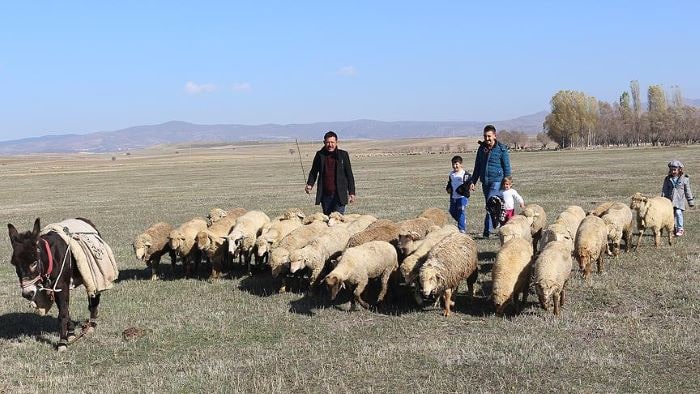 Koyun ve keçi yetiştiricilerine destek rakamları artırıldı