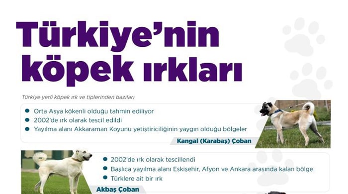 Türkiye’nin yerli köpek ırkları
