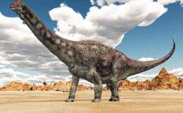 Avustralya’da dinozor kafatası fosilinin tamamına yakını bulundu