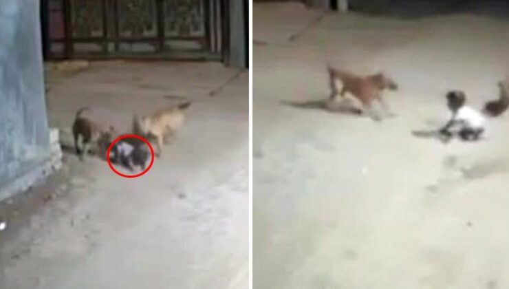 Irak’ta başıboş köpekler bebeğe saldırdı! Anbean kamerada
